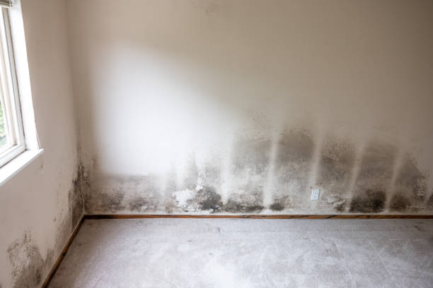 Forensic Mold Investigation in Henderson, NV